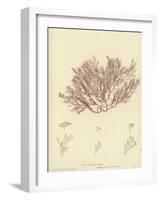 British Sea-Weed-null-Framed Giclee Print