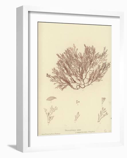 British Sea-Weed-null-Framed Giclee Print