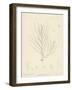 British Sea-Weed-null-Framed Giclee Print