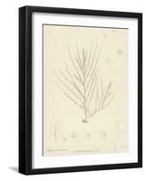 British Sea-Weed-null-Framed Giclee Print