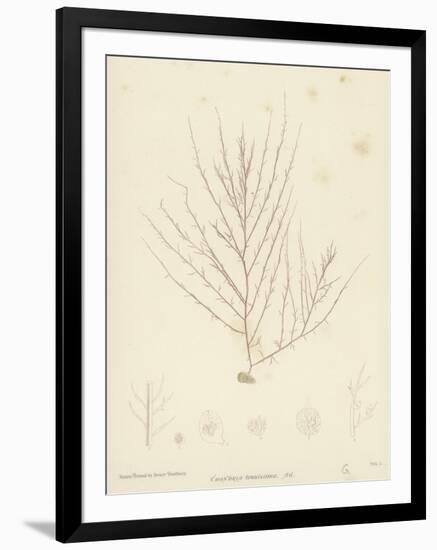 British Sea-Weed-null-Framed Giclee Print