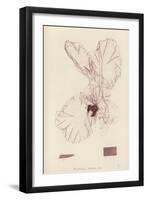 British Sea-Weed-null-Framed Giclee Print