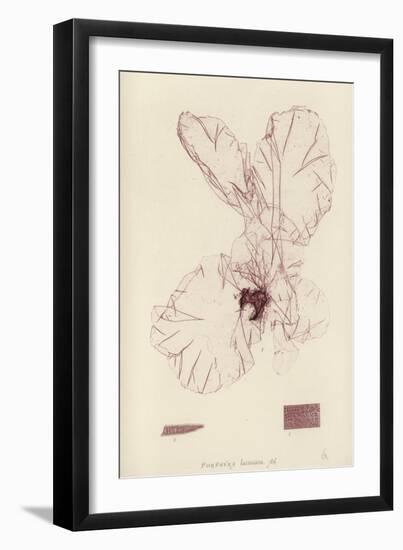 British Sea-Weed-null-Framed Giclee Print