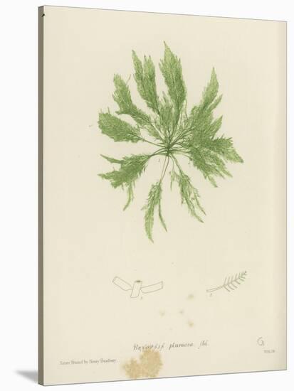 British Sea-Weed-null-Stretched Canvas