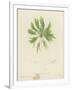 British Sea-Weed-null-Framed Giclee Print