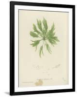 British Sea-Weed-null-Framed Giclee Print