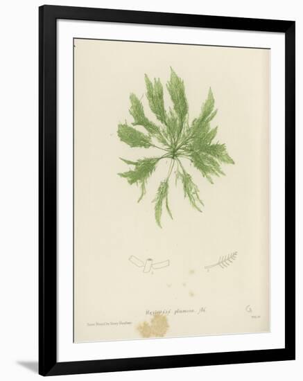 British Sea-Weed-null-Framed Giclee Print