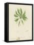 British Sea-Weed-null-Framed Stretched Canvas