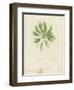 British Sea-Weed-null-Framed Premium Giclee Print