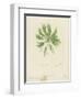 British Sea-Weed-null-Framed Premium Giclee Print