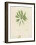 British Sea-Weed-null-Framed Giclee Print