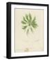 British Sea-Weed-null-Framed Giclee Print