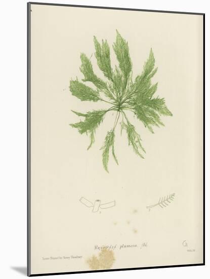 British Sea-Weed-null-Mounted Giclee Print