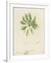 British Sea-Weed-null-Framed Giclee Print