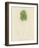 British Sea-Weed-null-Framed Giclee Print