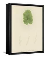 British Sea-Weed-null-Framed Stretched Canvas