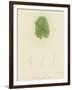 British Sea-Weed-null-Framed Giclee Print