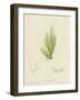 British Sea-Weed-null-Framed Giclee Print