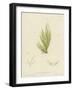 British Sea-Weed-null-Framed Giclee Print