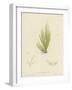 British Sea-Weed-null-Framed Giclee Print