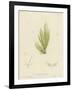 British Sea-Weed-null-Framed Giclee Print