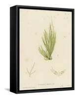 British Sea-Weed-null-Framed Stretched Canvas