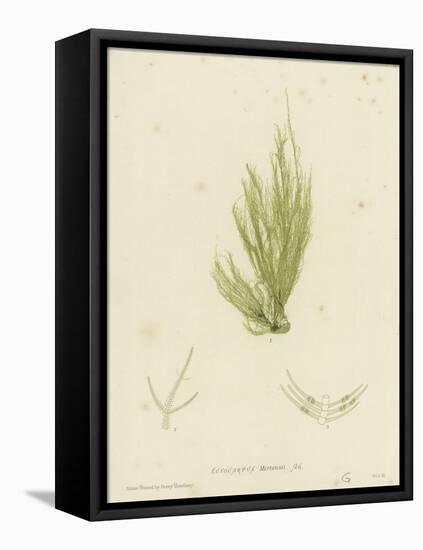 British Sea-Weed-null-Framed Stretched Canvas