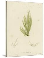 British Sea-Weed-null-Stretched Canvas