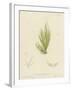 British Sea-Weed-null-Framed Giclee Print