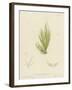 British Sea-Weed-null-Framed Giclee Print