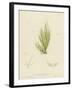 British Sea-Weed-null-Framed Giclee Print