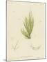 British Sea-Weed-null-Mounted Giclee Print