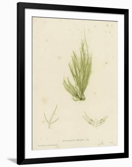 British Sea-Weed-null-Framed Giclee Print