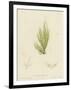 British Sea-Weed-null-Framed Giclee Print