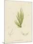 British Sea-Weed-null-Mounted Giclee Print