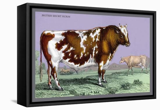 British Short Horn-John Stewart-Framed Stretched Canvas