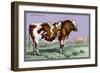 British Short Horn-John Stewart-Framed Art Print