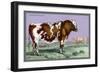 British Short Horn-John Stewart-Framed Art Print