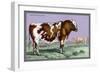 British Short Horn-John Stewart-Framed Art Print