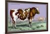 British Short Horn-John Stewart-Framed Art Print