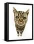 British Shorthair Brown Spotted Cat, Distorted Proportions-Mark Taylor-Framed Stretched Canvas