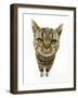 British Shorthair Brown Spotted Cat, Distorted Proportions-Mark Taylor-Framed Photographic Print