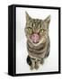 British Shorthair Brown Spotted Cat Licking Her Nose-Mark Taylor-Framed Stretched Canvas