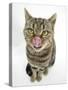 British Shorthair Brown Spotted Cat Licking Her Nose-Mark Taylor-Stretched Canvas