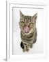 British Shorthair Brown Spotted Cat Licking Her Nose-Mark Taylor-Framed Photographic Print