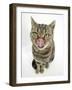 British Shorthair Brown Spotted Cat Licking Her Nose-Mark Taylor-Framed Photographic Print