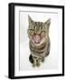 British Shorthair Brown Spotted Cat Licking Her Nose-Mark Taylor-Framed Photographic Print