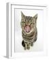 British Shorthair Brown Spotted Cat Licking Her Nose-Mark Taylor-Framed Photographic Print