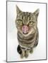 British Shorthair Brown Spotted Cat Licking Her Nose-Mark Taylor-Mounted Photographic Print