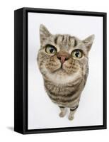 British Shorthair Brown Spotted Cat, Tiger Lily, Looking Up-Mark Taylor-Framed Stretched Canvas